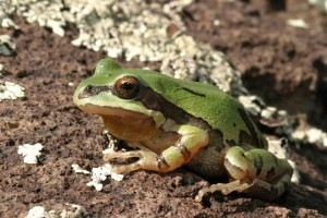 Arizona Tree Frog