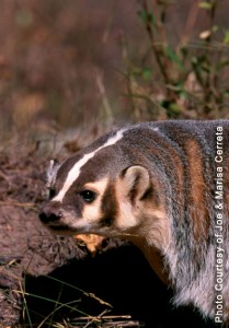 Badger