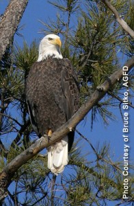 Bald Eagle