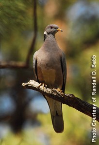 Bandtail Pigeon