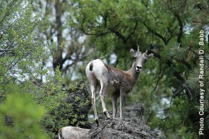 Rocky Mountain Bighorn Ewe