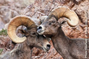 Bighorn Rams