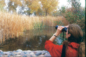 White Mountains Birding