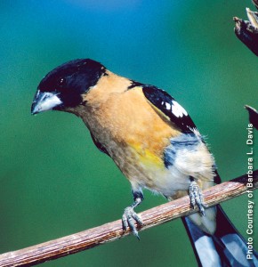 Black-Headed Grosbeak