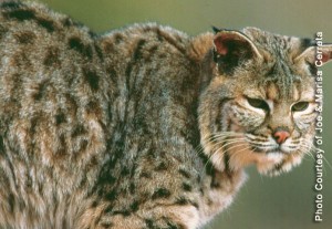 Bobcat