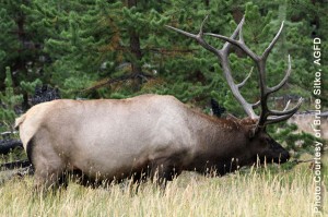 Bull Elk
