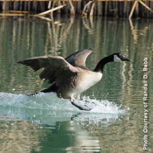 Canada Goose