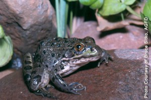 Chiricahua Leopard Frog