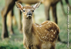 Elk Calf