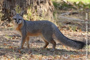 Gray Fox