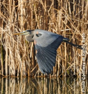 Great Blue Heron