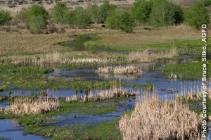 Little Colorado River