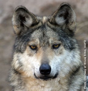 Mexican Wolf