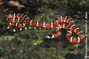 Mountain Kingsnake