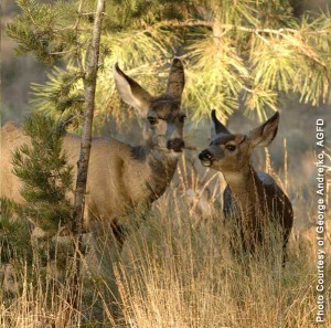 Mule Deer