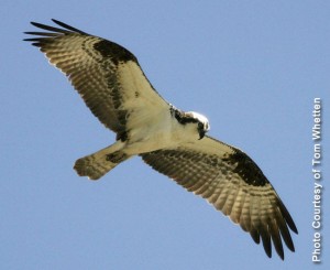 Osprey
