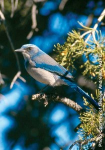 Pinyon Jay