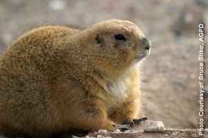 Prarie Dog