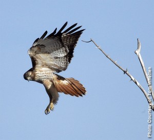 Red-Tailed Hawk