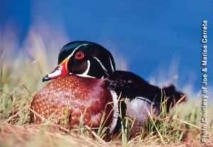 Wood Duck