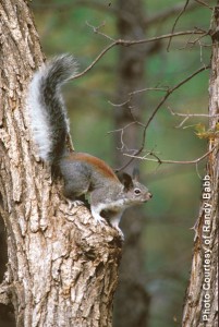 Abert's Squirrel