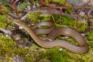 Narrow-headed Garter Snake