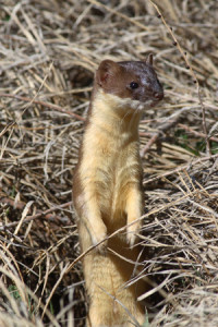 Long-Tailed Weasel
