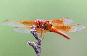 Arizona Red Skimmer Dragonfly
