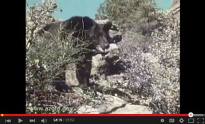 AZ Wildlife Views 2006