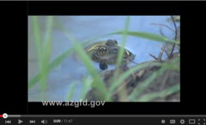 AZ Wildlife Views 2008/2009